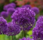 Allium  'Purple Sensation', Tuin en Terras, Bloembollen en Zaden, Halfschaduw, Ophalen