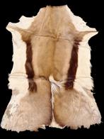 oud vel van een springbok, jaren 60-70, Enlèvement ou Envoi, Comme neuf, Animal sauvage, Autres types