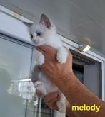 Ragdoll kittens met stamboom, Meerdere dieren, Gechipt, 0 tot 2 jaar
