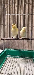 Kanariepaar, Dieren en Toebehoren