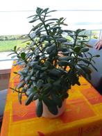 Crassula vetplant, Enlèvement, Plante succulente, Moins de 100 cm