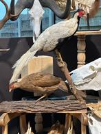 Taxidermie soort fazant, Ophalen of Verzenden