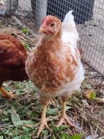 3 Poule de bresse x legkippen van 8 weken, Dieren en Toebehoren, Vrouwelijk, Kip