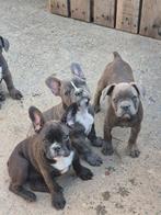 Franse Bulldog pups, Dieren en Toebehoren, Honden | Bulldogs, Pinschers en Molossers, België, Fokker | Hobbymatig, CDV (hondenziekte)
