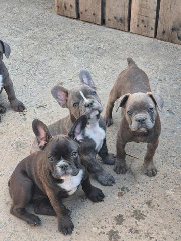 Franse Bulldog pups beschikbaar voor biedingen