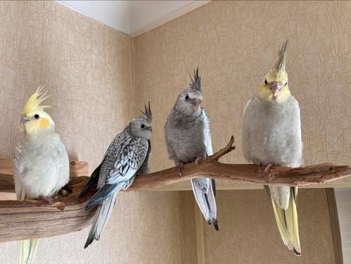 Tamme valkparkieten, Dieren en Toebehoren, Vogels | Parkieten en Papegaaien, Parkiet, Geslacht onbekend, Tam, Geringd