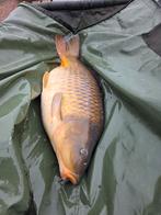 Nieuwe lijst update weer veel weg., Watersport en Boten, Hengelsport | Karpervissen, Ophalen, Molen