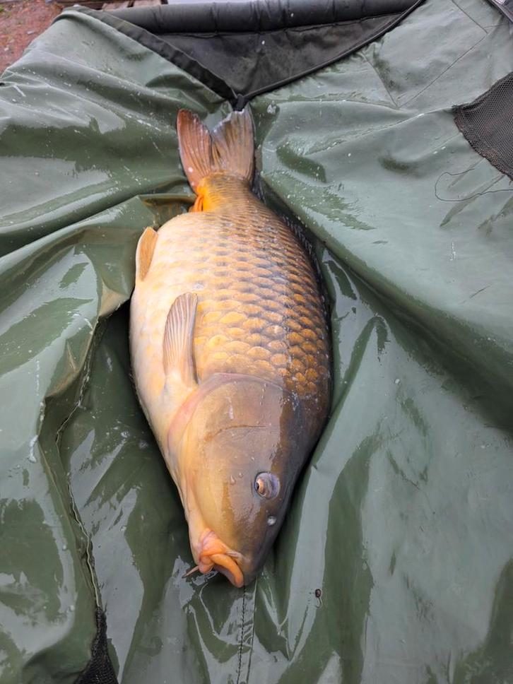 Nieuwe lijst update weer veel weg., Watersport en Boten, Hengelsport | Karpervissen, Molen, Ophalen