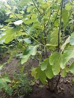 Vijgenbomen, Tuin en Terras, Planten | Fruitbomen, Ophalen, Vijgenboom