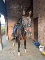 Lieve ella zoekt een halve stal, Animaux & Accessoires, Chevaux, Jument