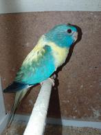 Splendid aqua opaline 23, Dieren en Toebehoren, Geringd