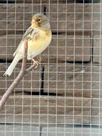 Kanaries te koop apart of totaalpakket, Ophalen