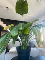 Strelitzia xl, Huis en Inrichting, Kamerplanten, Ophalen, 100 tot 150 cm, Overige soorten, Halfschaduw