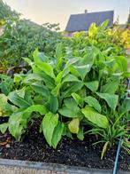 Canna tuerckheimii  5€, Ophalen, Vaste plant