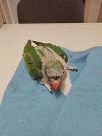 Tamme baby Derbyan Parkieten, Geslacht onbekend, Parkiet, Geringd