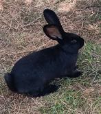 Duitsereus zwart moertje 25 euro, Dieren en Toebehoren, Konijnen, Vrouwelijk, Groot, 0 tot 2 jaar