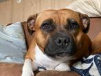 Engelse Staffordshire bull terriër, België, Fokker | Hobbymatig, Overige rassen, CDV (hondenziekte)