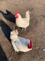 Volwassen poules de bresse hanen, Dieren en Toebehoren, Pluimvee