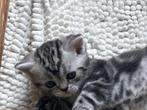 Brits korthaar Silver Tabby kitten, Gechipt, 0 tot 2 jaar, Kater