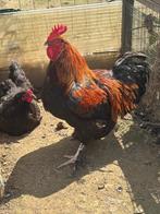 Mechelse Koekkoek zwart, Dieren en Toebehoren, Pluimvee
