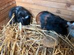Jonge cavia’s, direct beschikbaar, Dieren en Toebehoren, Knaagdieren, Juli, Meerdere dieren, Cavia
