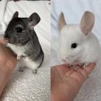 Chinchillas, Dieren en Toebehoren, Knaagdieren, Chinchilla, April, Vrouwelijk, Tam