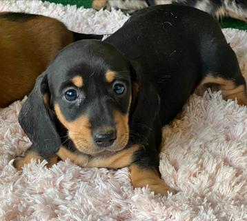 teckel pups,dwerg,reutje beschikbaar voor biedingen