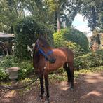 Leuke merrie van 3,5 jaar en 1,47, Merrie