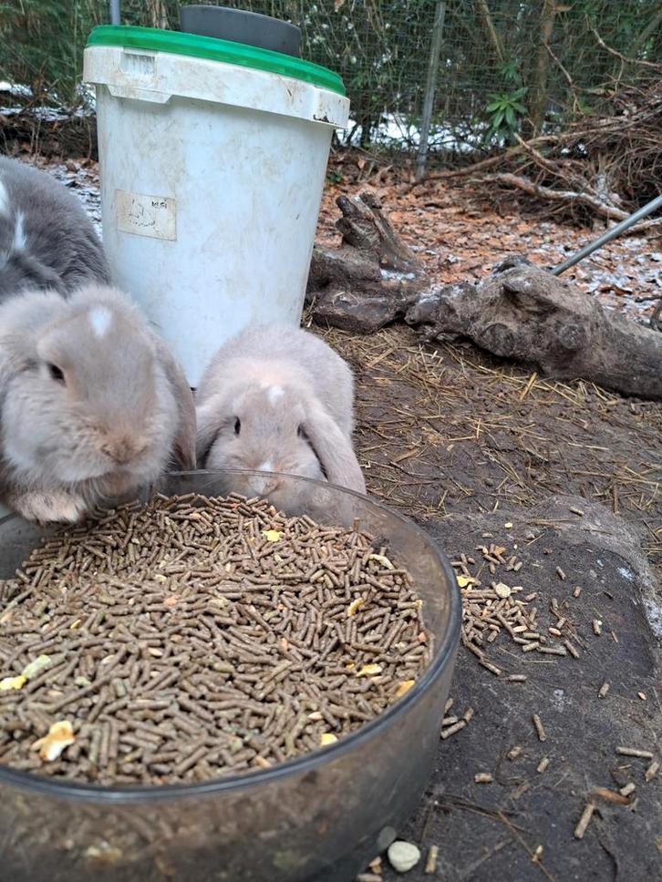 Jonge franse hangoor ram, Dieren en Toebehoren, Konijnen, Groot, Mannelijk, 0 tot 2 jaar, Hangoor