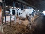 2 mooie holstein vaarzen te koop., Dieren en Toebehoren, Ophalen of Verzenden