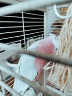 Handtamme kaketoe, Dieren en Toebehoren