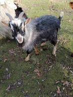 Schimmel tan bokje 1 jaar oud, Dieren en Toebehoren, Schapen, Geiten en Varkens