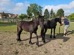2 jaarlingen Friezen, Dieren en Toebehoren, Paarden, Merrie, Onbeleerd, Gechipt, 0 tot 2 jaar