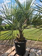 Palmboom Butia Capitata - Geleipalm, Ophalen, Palmboom