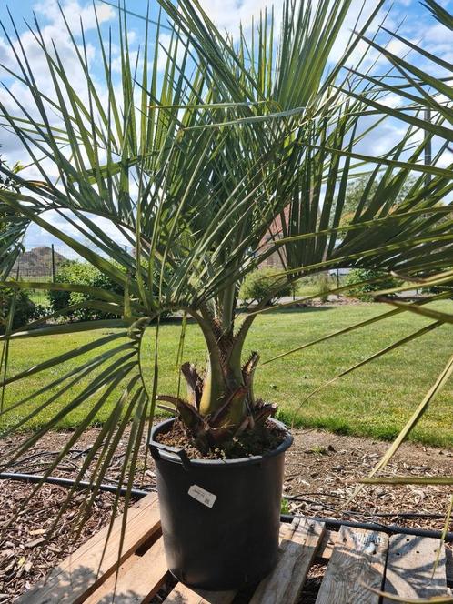 Palmboom Butia Capitata - Geleipalm, Tuin en Terras, Planten | Bomen, Palmboom, Ophalen
