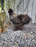 Zijdehoen haan USA, Dieren en Toebehoren, Pluimvee
