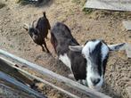 2 geitjes