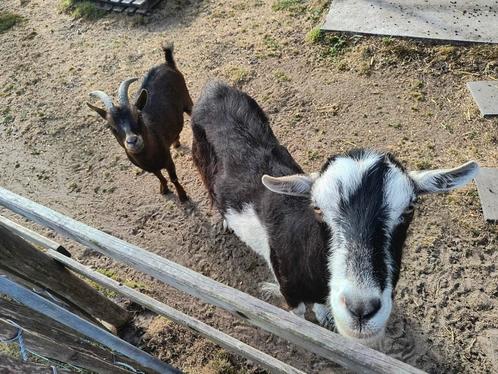 2 geitjes, Dieren en Toebehoren, Schapen, Geiten en Varkens