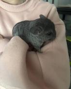 Super lieve tamme chinchilla man., Dieren en Toebehoren, Augustus, Chinchilla, Tam