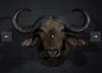 Grote partij opgezette dieren verzameling taxidermie bulk, Verzamelen, Dierenverzamelingen, Ophalen of Verzenden, Hert, Schedel