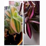 Trades.pink en silamontana variegata, Ophalen