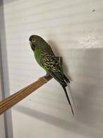 Grasparkiet blackface