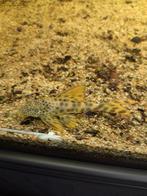 set van vier peckoltia sabaji. 12/14 cm, Dieren en Toebehoren, Vissen | Aquariumvissen, Vis, Zoetwatervis
