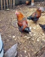 2 jonge maran hanen, Dieren en Toebehoren, Pluimvee, Mannelijk, Kip