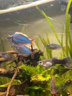 Dwerg regenboog vissen, Dieren en Toebehoren, Vissen | Aquariumvissen, Vis, Zoetwatervis, Schoolvis