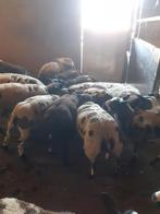 Bagerbonte lammeren, Dieren en Toebehoren, Schapen, Geiten en Varkens