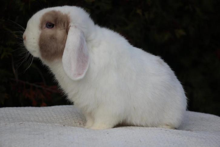 Super sociale minilop ram, Animaux & Accessoires, Lapins, Petit, Mâle, 0 à 2 ans, Oreilles tombantes