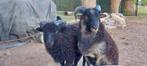 2 jonge ouessant rammen, Dieren en Toebehoren, Mannelijk, Schaap, 0 tot 2 jaar