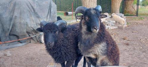 2 jonge ouessant rammen, Dieren en Toebehoren, Schapen, Geiten en Varkens, Schaap, Mannelijk, 0 tot 2 jaar