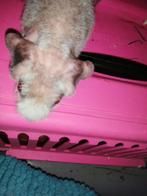 Cavia's zonder haar , skinny man en vrouw, Dieren en Toebehoren, Oktober, Meerdere dieren, Cavia